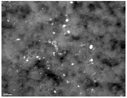 A kind of preparation method of porous graphene supported transition metal nanocomposite catalyst