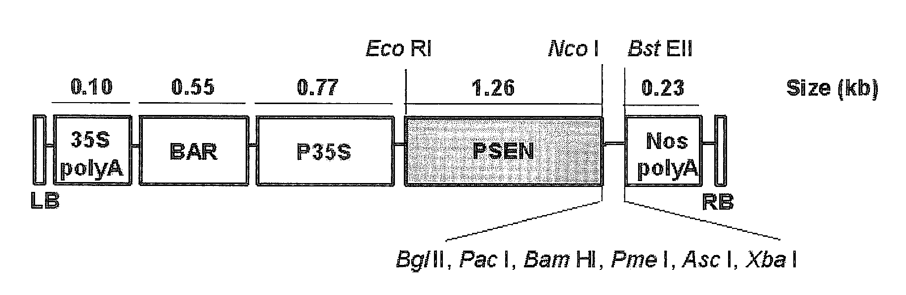 Polypeptide having Methionine Synthesis Function, Polynucleotide Encoding the Polypeptide, and Those Use