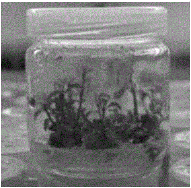 Polygala fallax Hemsl in-vitro rapid propagation and seedling breeding method