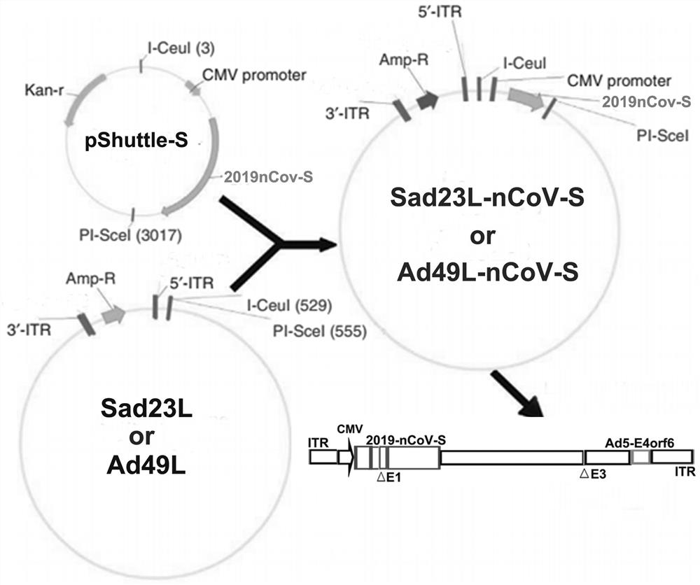 Severe acute respiratory syndrome coronavirus 2 vaccine based on novel adenovirus vectors Sad23L and/or Ad49L