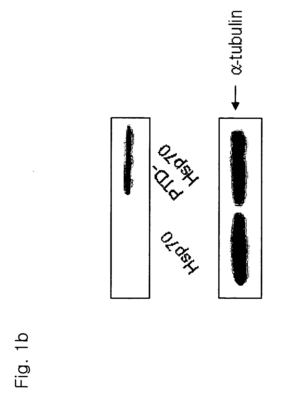 Pharmaceutical composition for suppression of apoptosis and method for delivering the same
