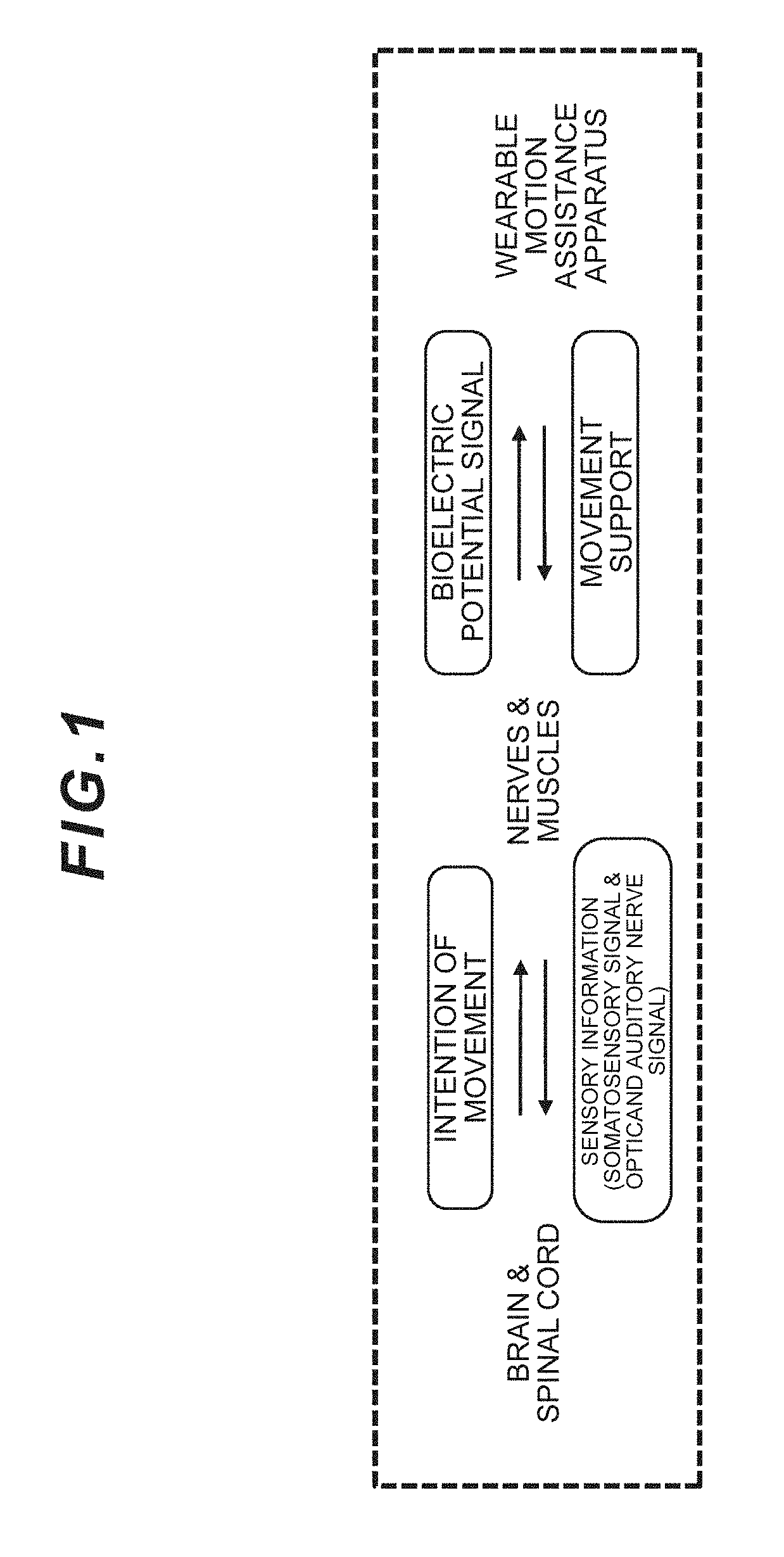Biological activity detection apparatus and biological activity detection system