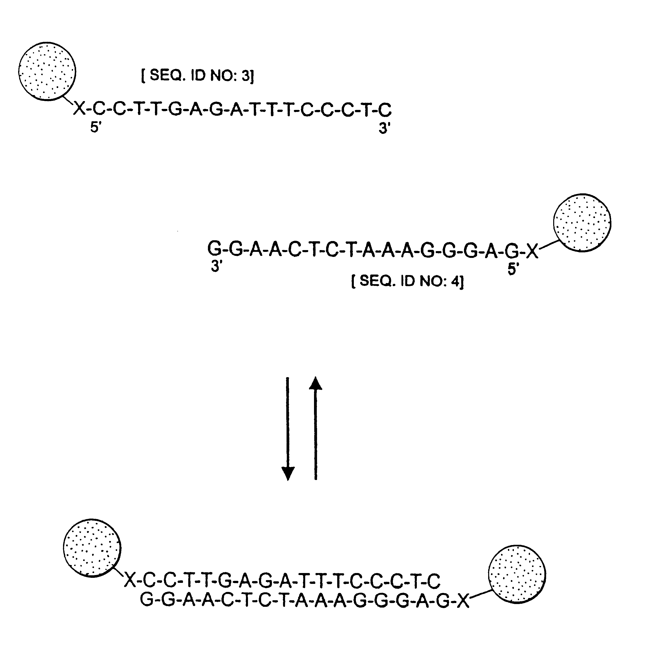 Nanoparticles having oligonucleotides attached thereto and uses therefor