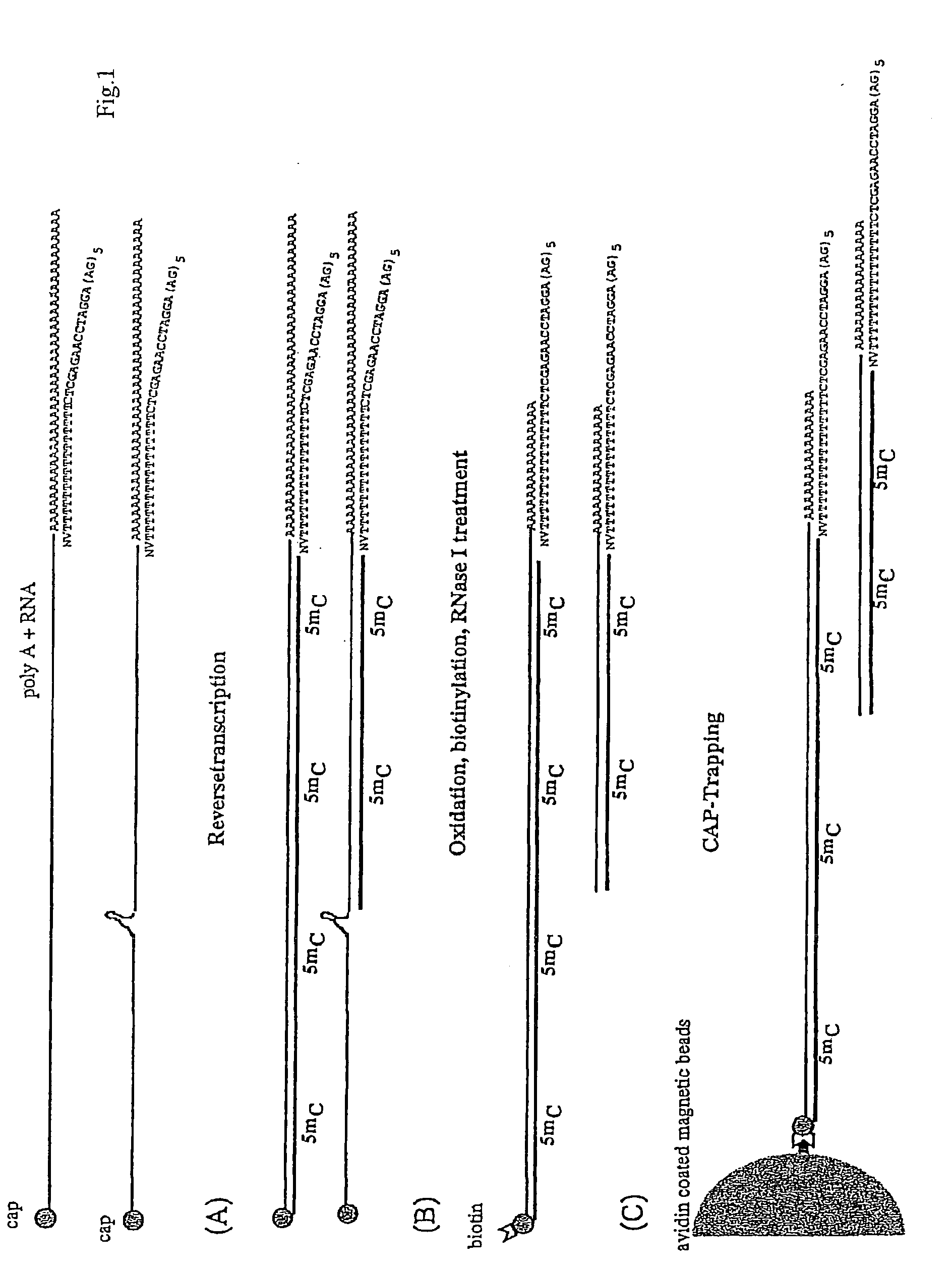 Oligonucleotide linkers comprising a variable cohesive portion and method for the preparation of polynucleotide libraries by using said linkers
