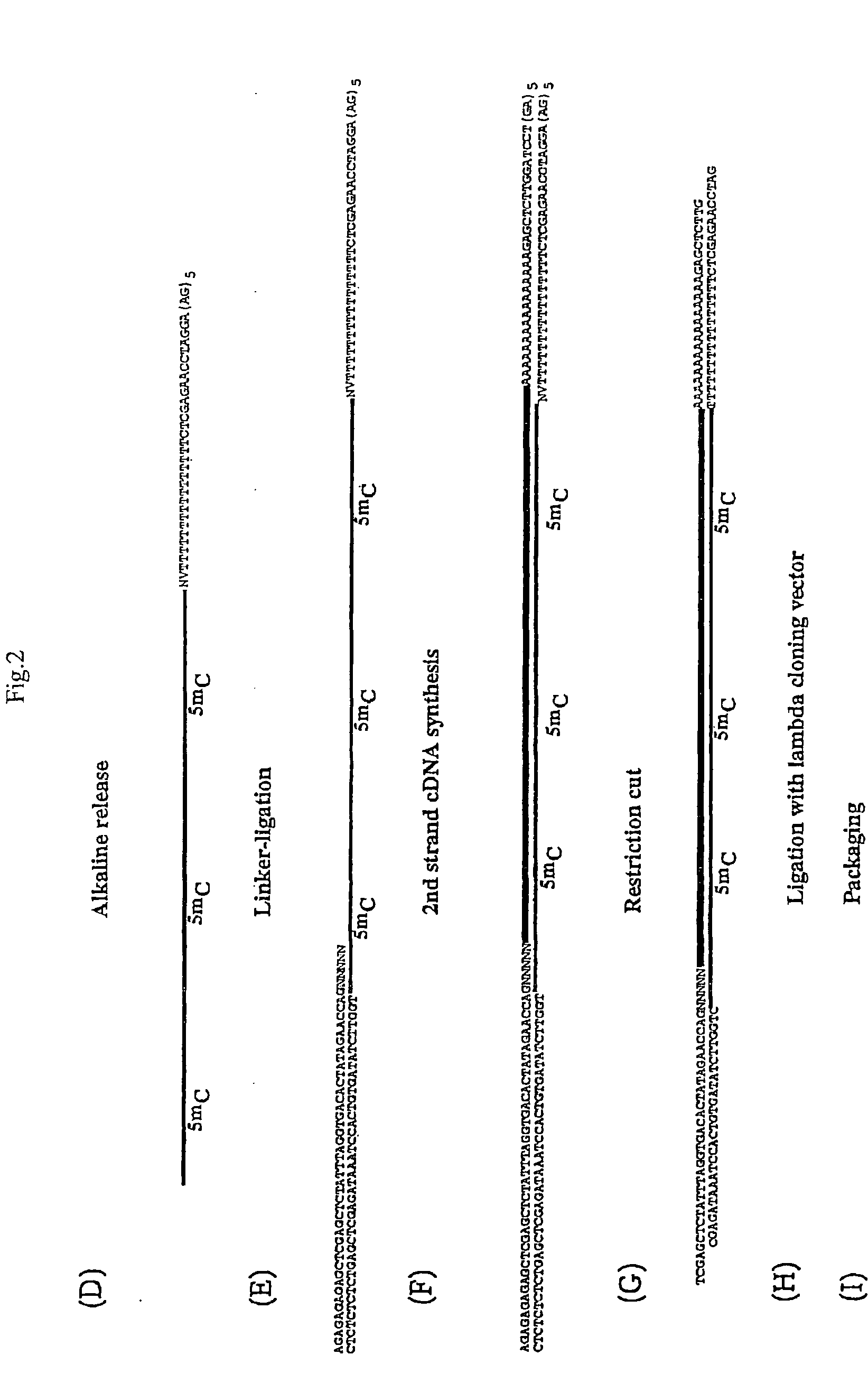 Oligonucleotide linkers comprising a variable cohesive portion and method for the preparation of polynucleotide libraries by using said linkers
