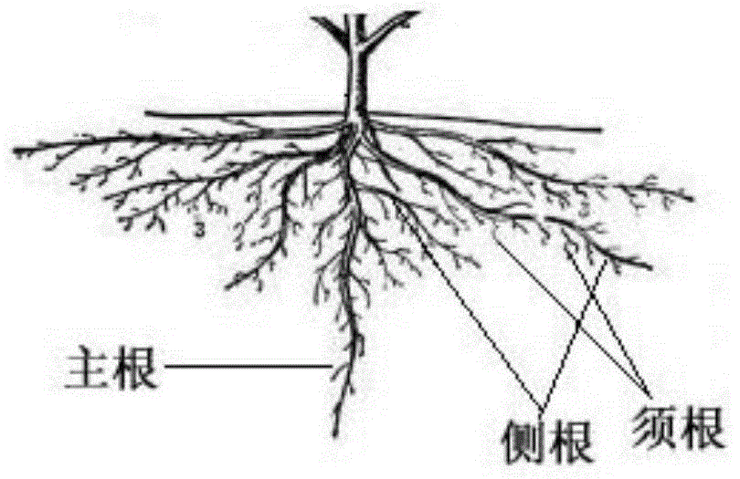Method for stably supplying soil moisture to plants with shallow root systems