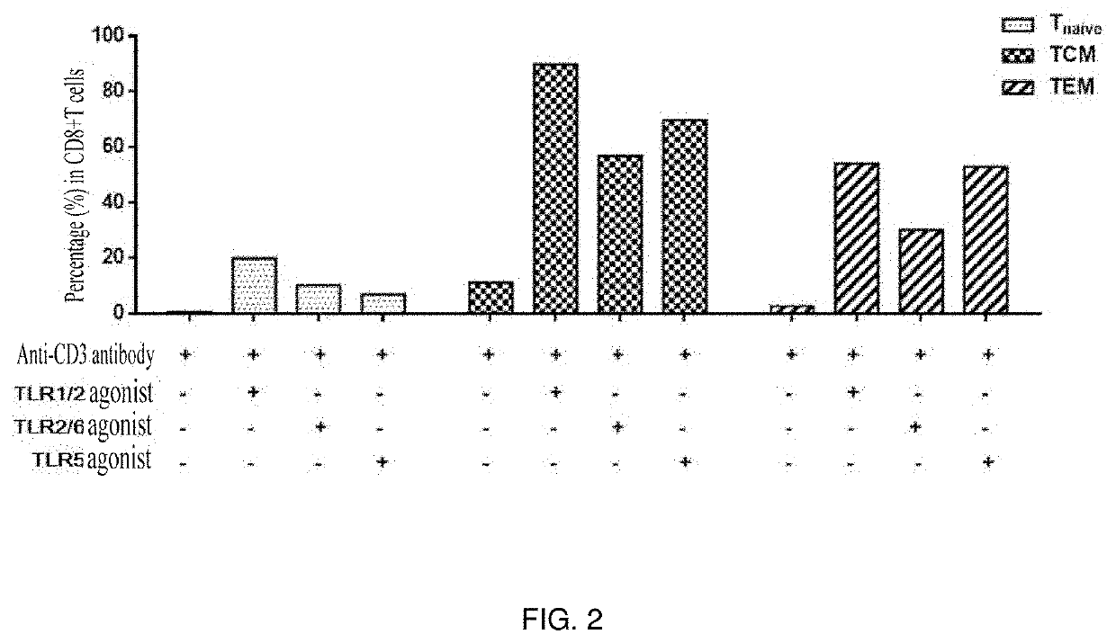 Method for amplifying cd8+t cells and cell subpopulations thereof in-vitro