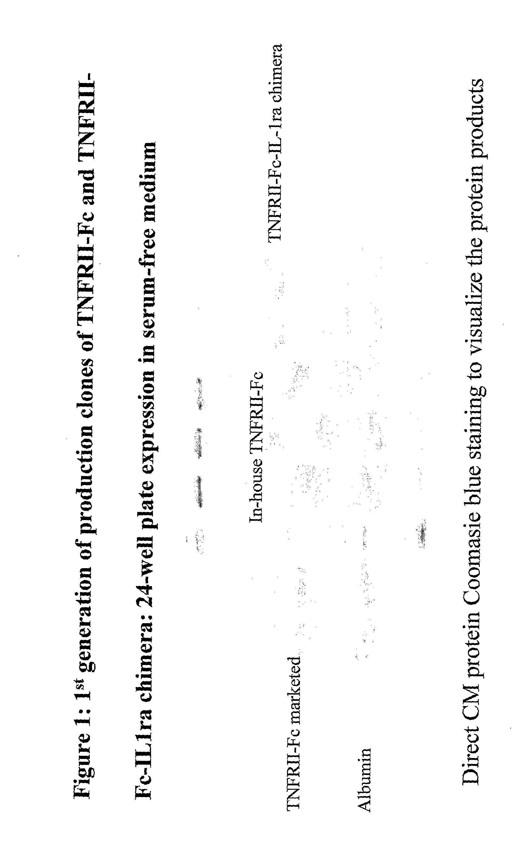 Chimeric Protein