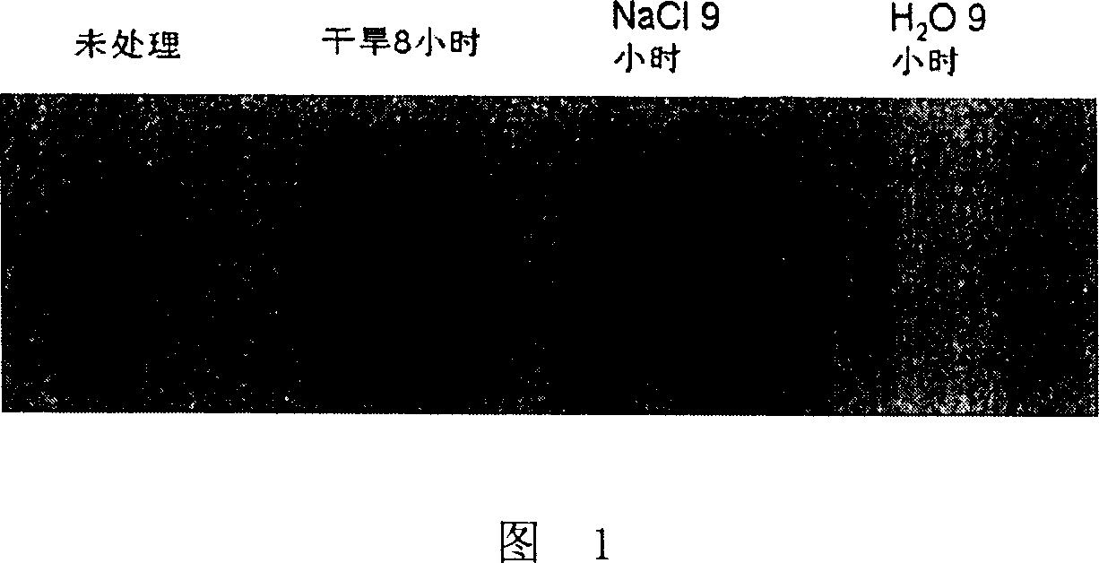 Boea clarkeane drought-resistant and salt-tolerance related gene and its coding protein and use