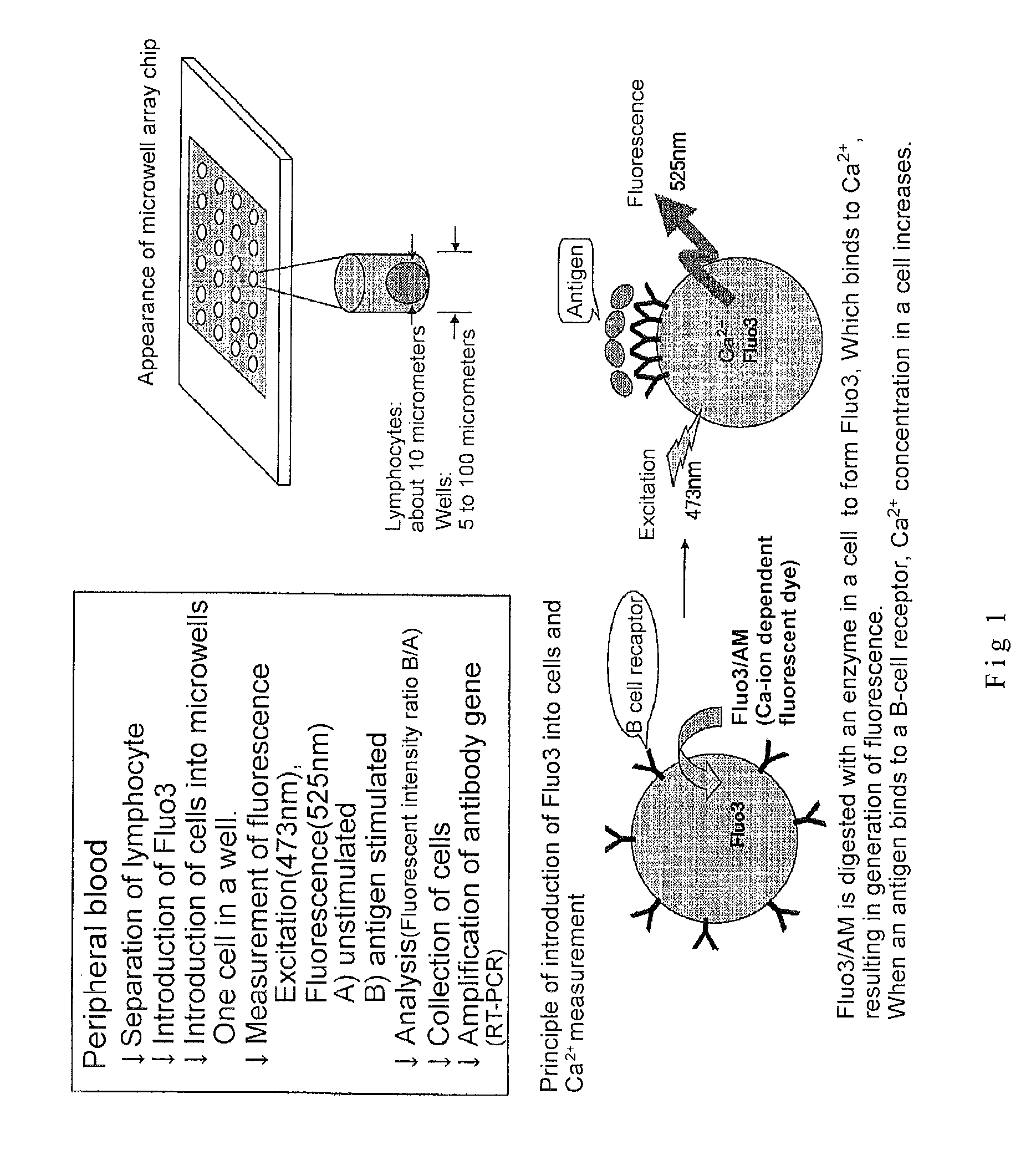 Microwell array chip for detecting antigen-specific lymphocytes, method of detecting and method of manufacturing antigen-specific lymphocytes, and method of cloning antigen-specific lymphocyte antigen receptor genes