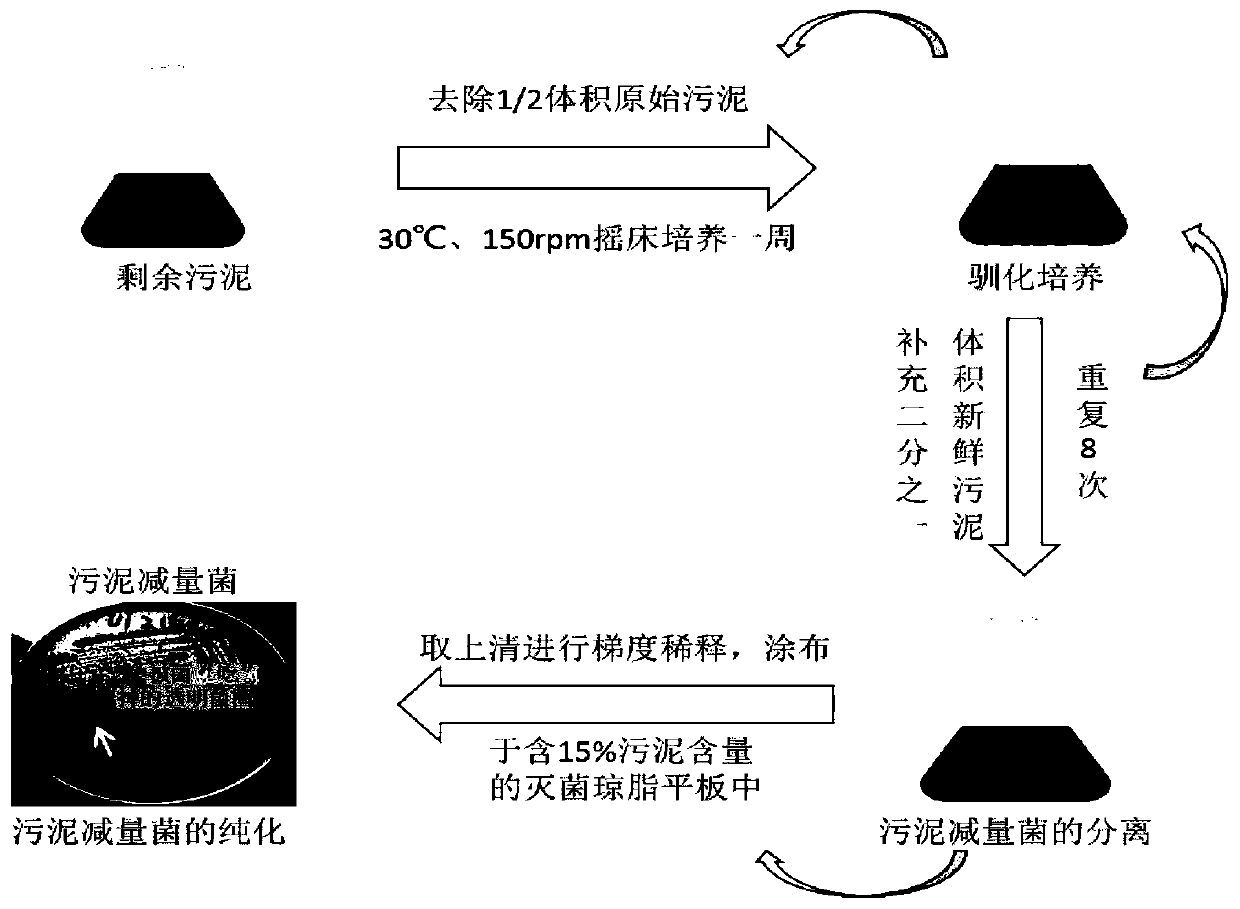 Separating and screening method of source sludge reduction strain