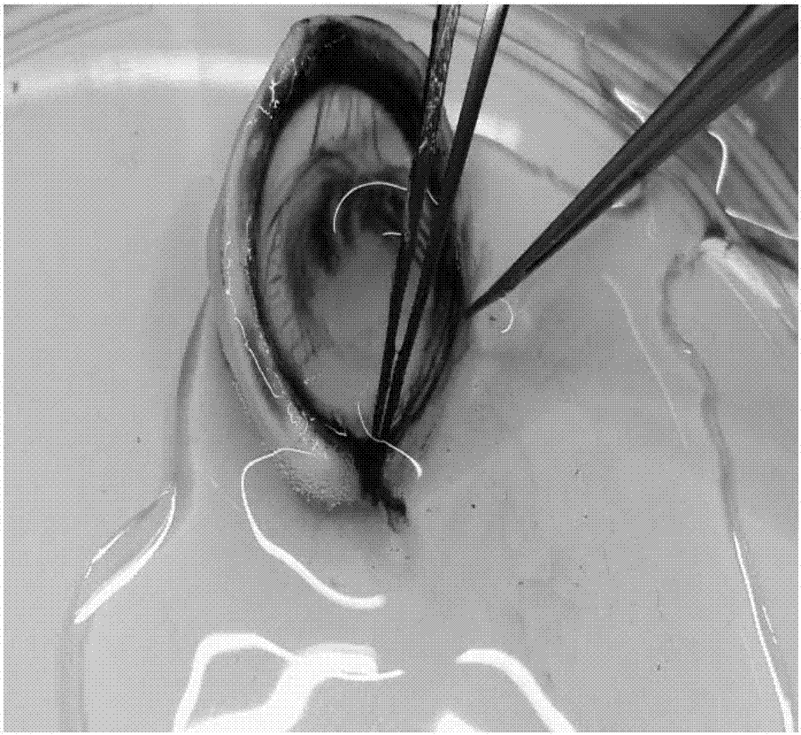 A kind of graft sheet for Descemet's membrane endothelial transplantation and its vacuole separation and preparation method