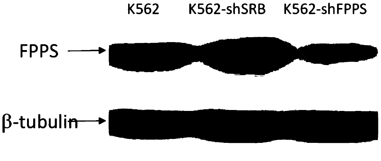 A method of producing chimeric antigen receptor modified gamma delta t cells