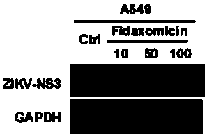 Application of Fidaxomicin in preparation of medicines treating related diseases and/or symptoms caused by Zika virus infection