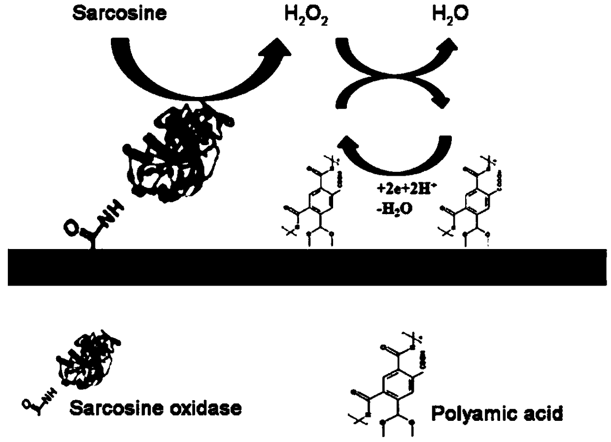 Electrochemical detection method for sarcosine based on polyamide acid and sarcosine oxidase