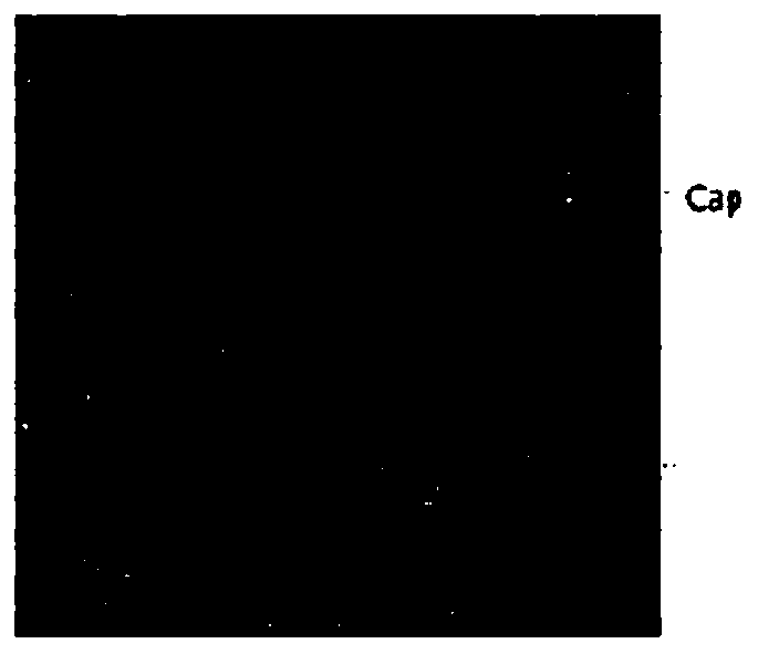 PCV2 virus-like particle sandwich quantitative ELISA detection method and application thereof