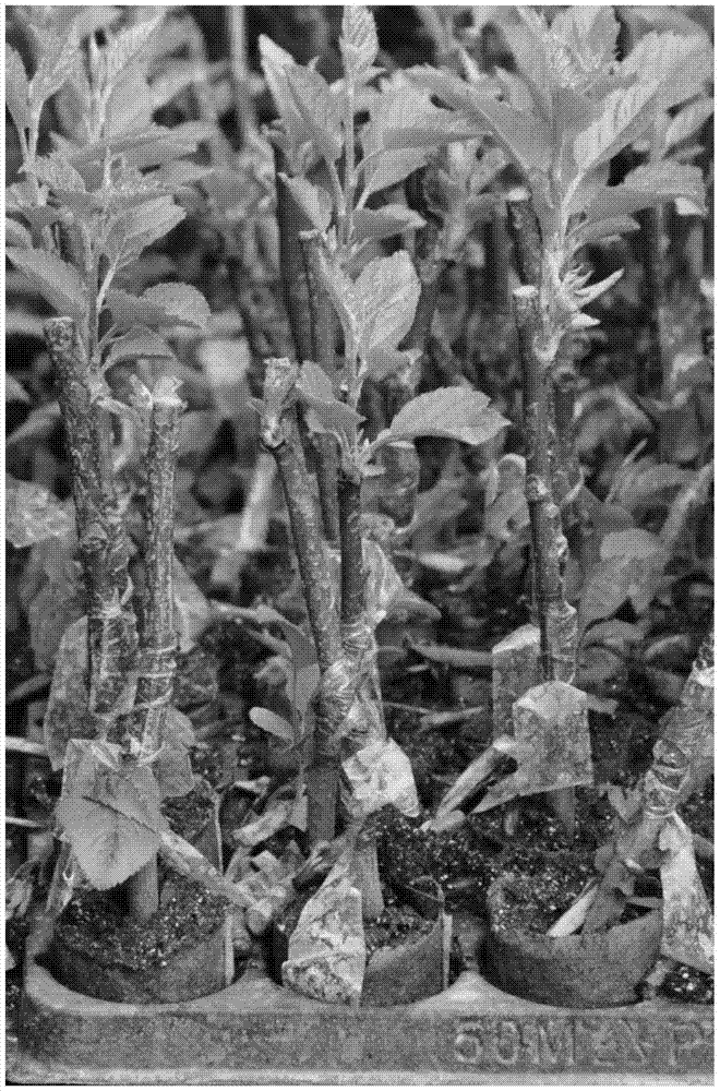 A rapid cultivation method for self-rooted dwarfing intermediate stock seedlings of apples