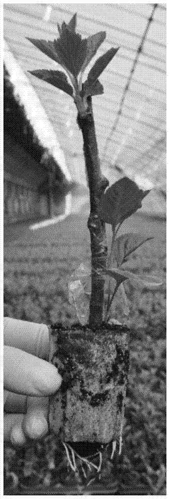 A rapid cultivation method for self-rooted dwarfing intermediate stock seedlings of apples