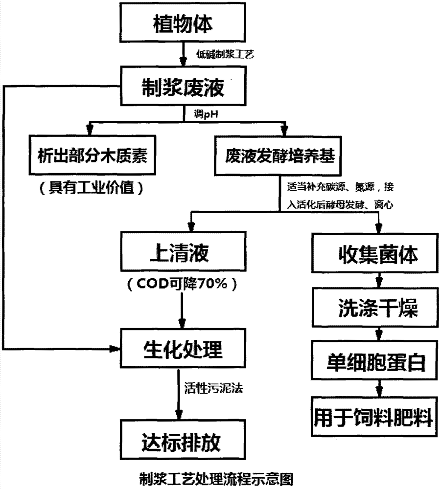 Method for producing single-cell protein by using pulping waste liquor