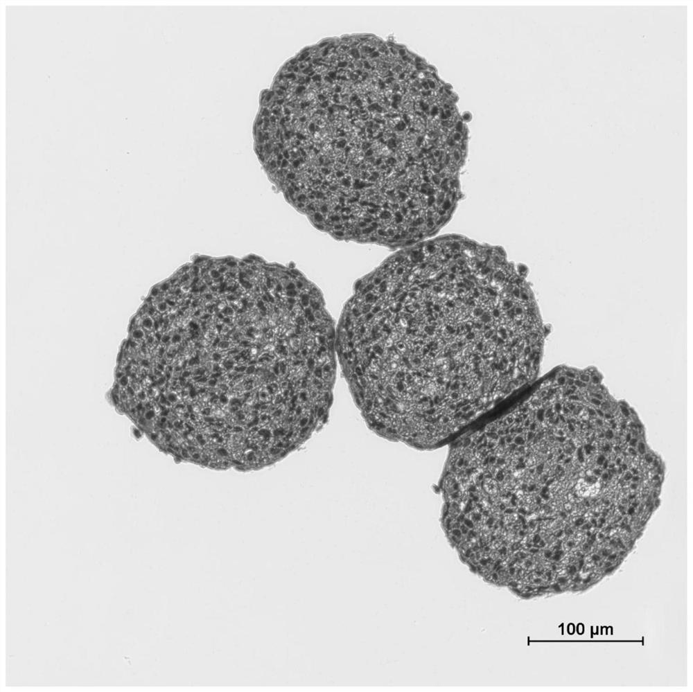 3D cell microsphere paraffin sectioning method