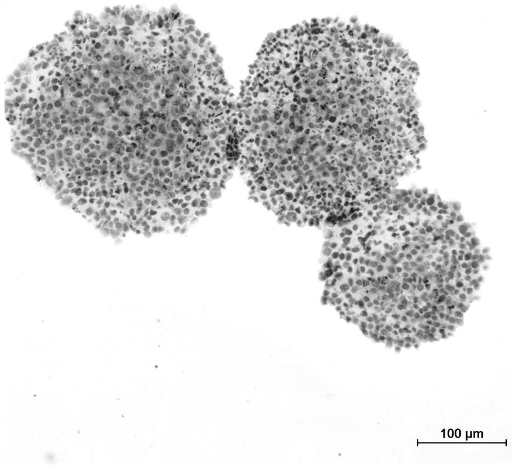 3D cell microsphere paraffin sectioning method