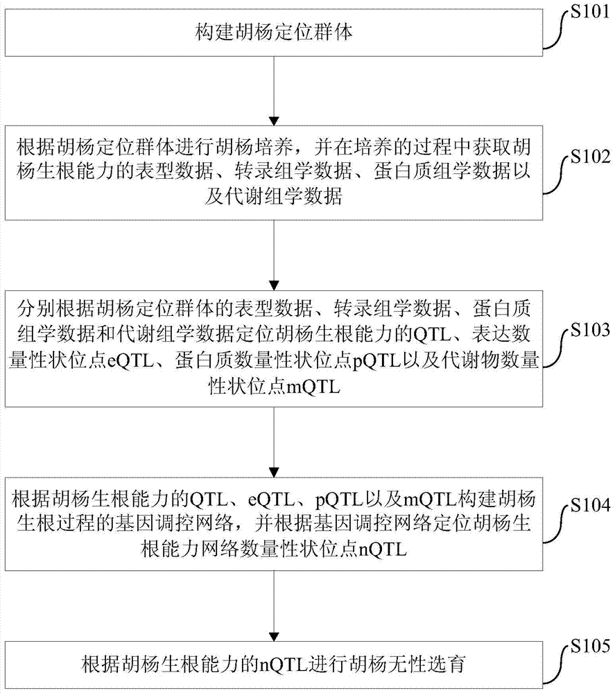 Clonal breeding method of Populus euphratica based on gene regulation network