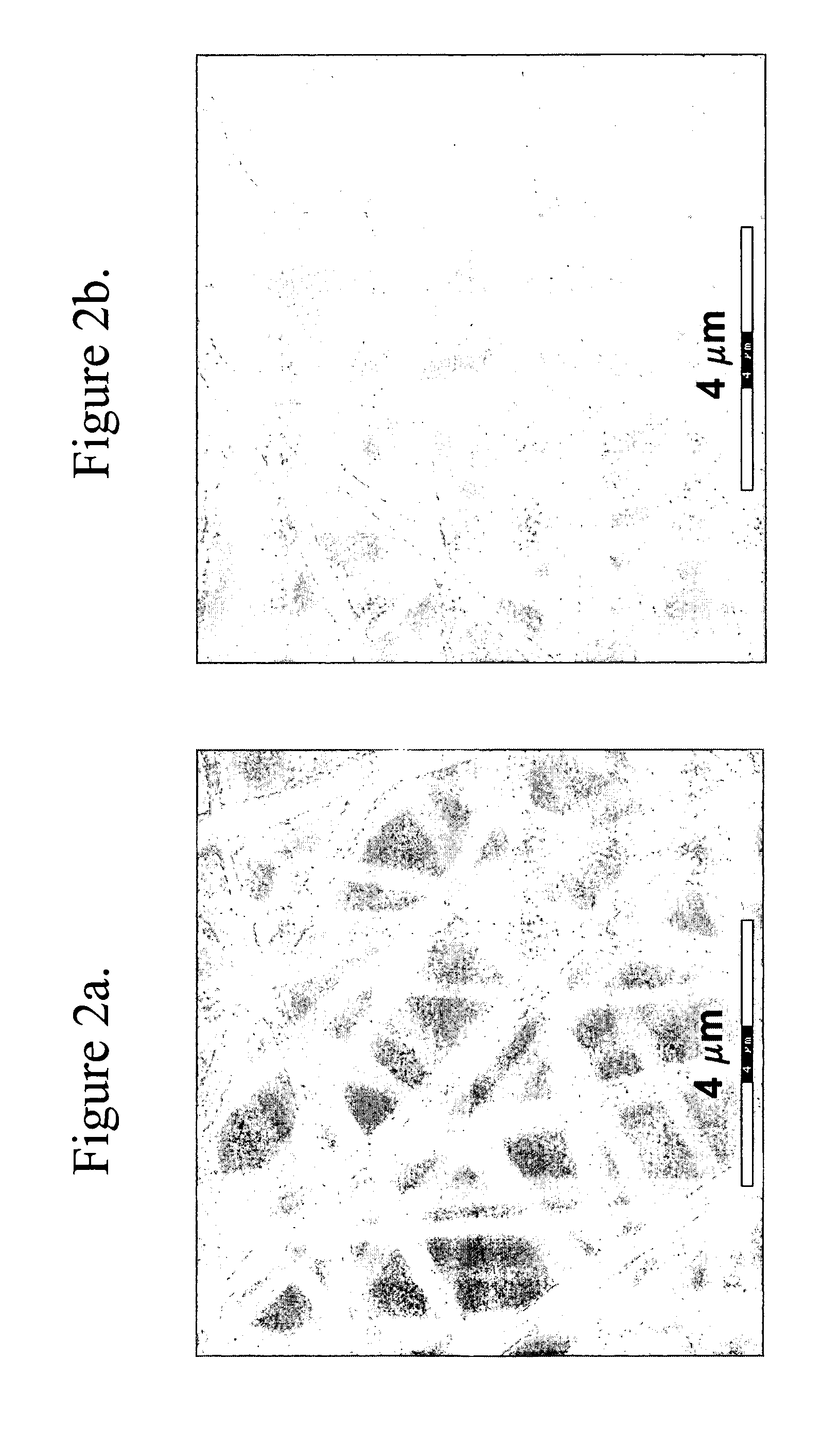 Conjugated polymer fiber, preparation and use thereof
