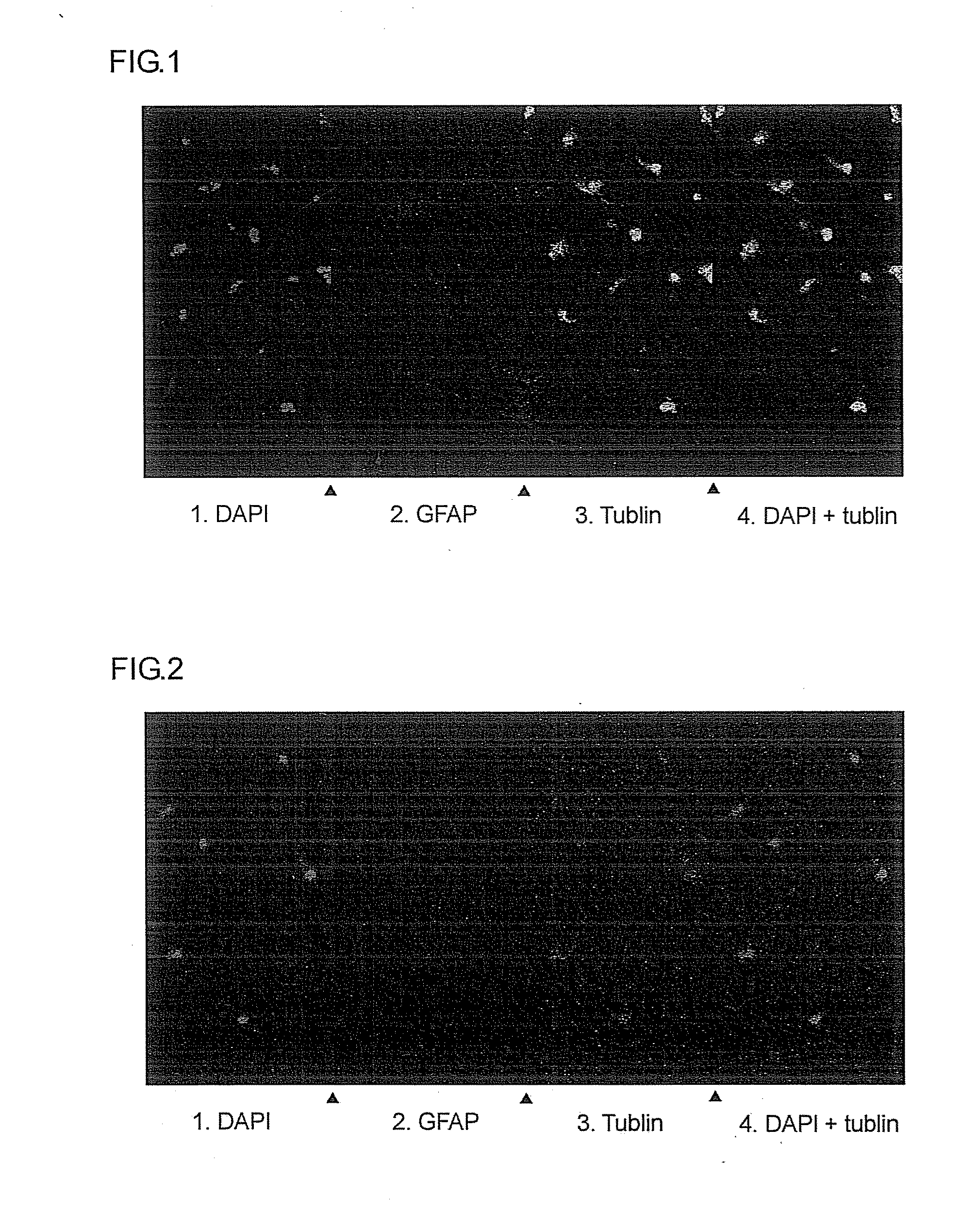 Artificial peptide and use thereof