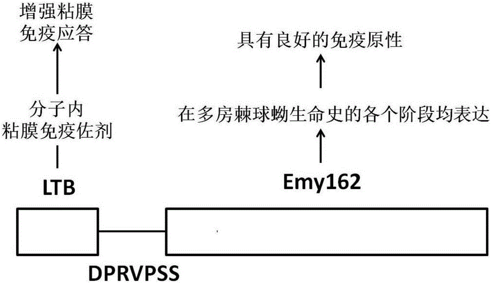 Design and preparation method and application of echinococcus multilocularis subunit vaccine LTB-Emy162