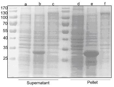 Preparation method, epitope identification and application of porcine CD163 protein monoclonal antibody