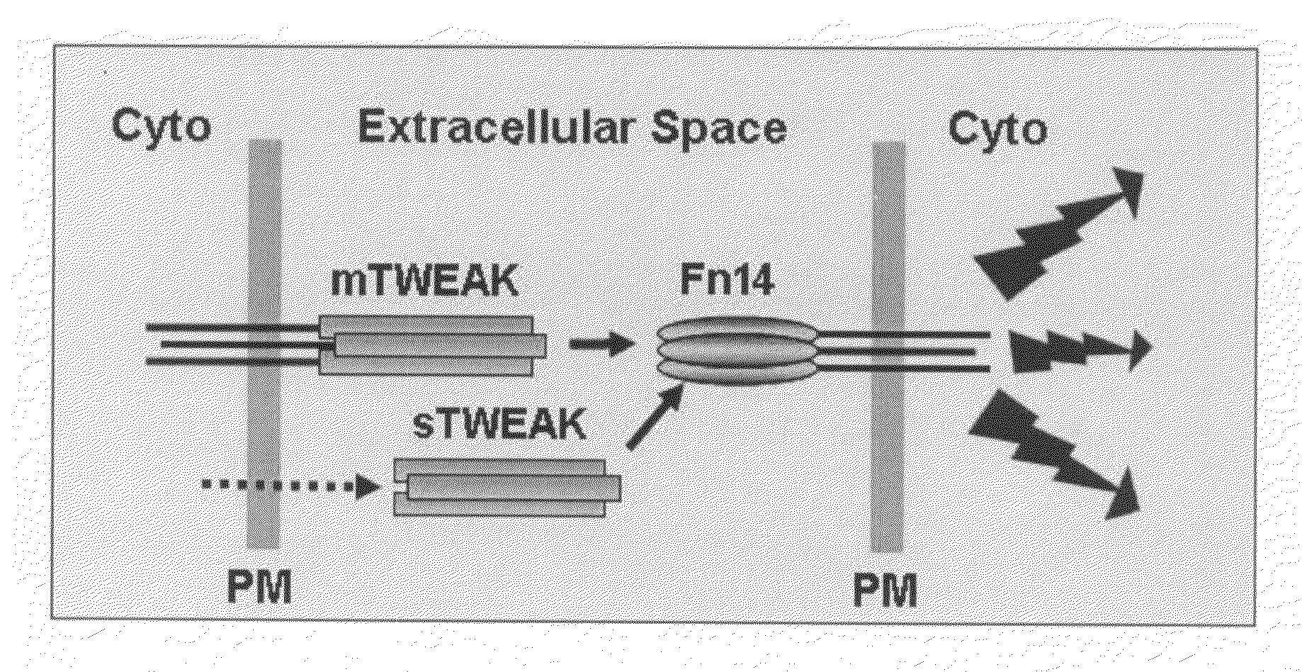 Tweak-pseudomonas exotoxin a fusion protein for cancer therapy