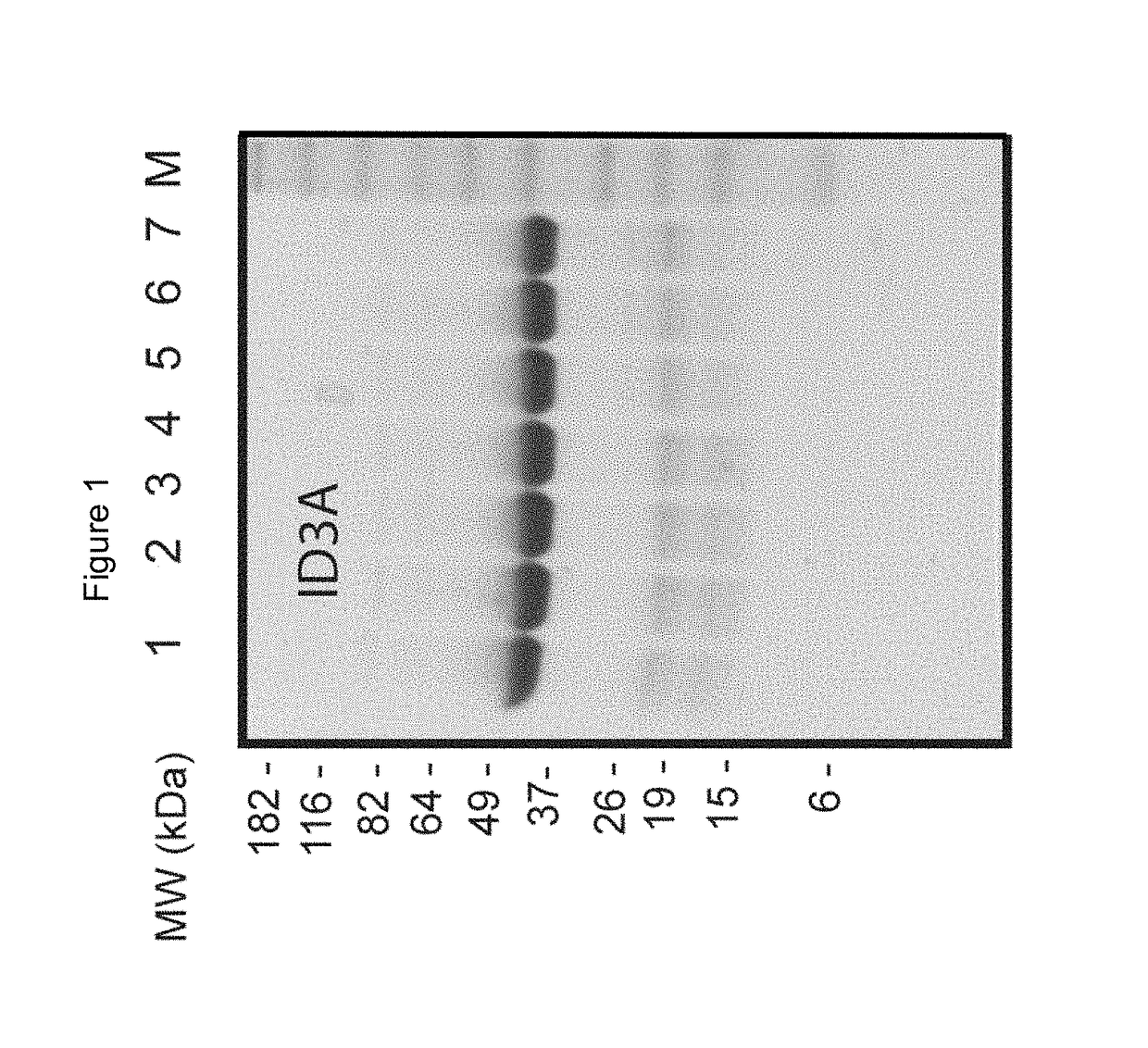 Peptide construct having a protease-cleavable linker