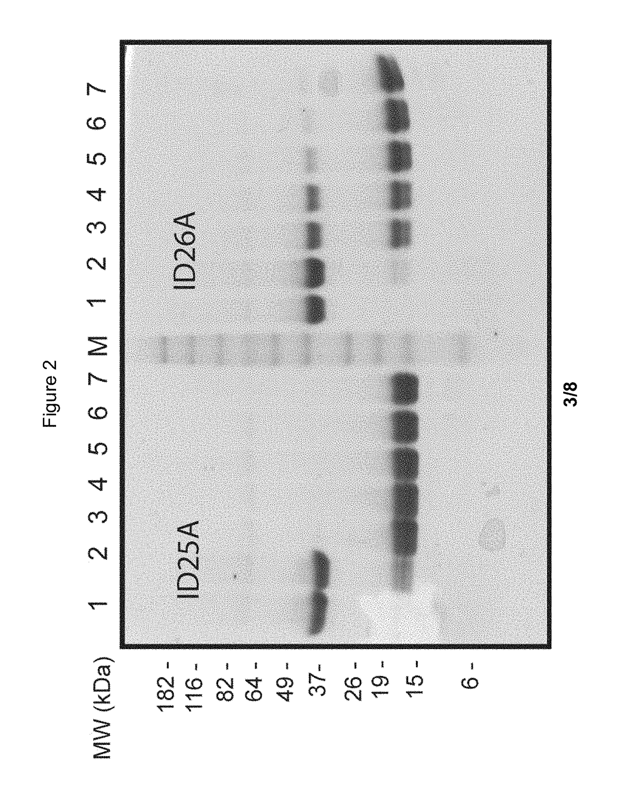 Peptide construct having a protease-cleavable linker