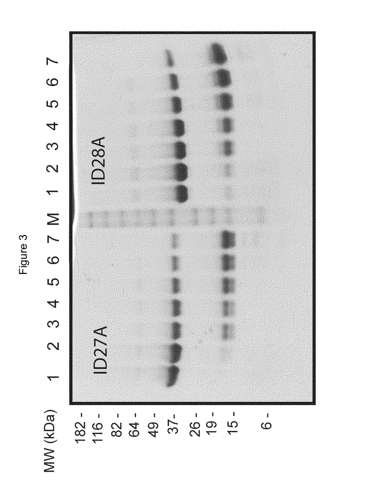 Peptide construct having a protease-cleavable linker