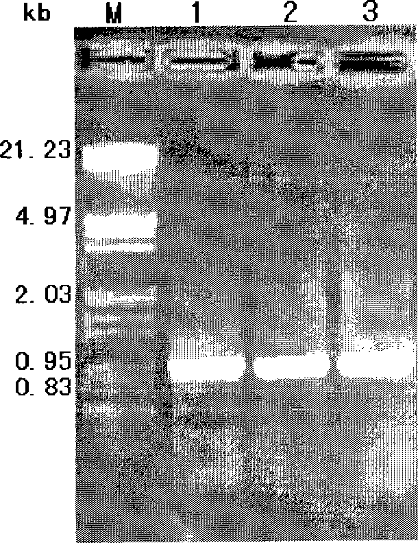 Application of thinopyron elongatum in formulating low-celiac syndrome antigen encoding DNA wheat