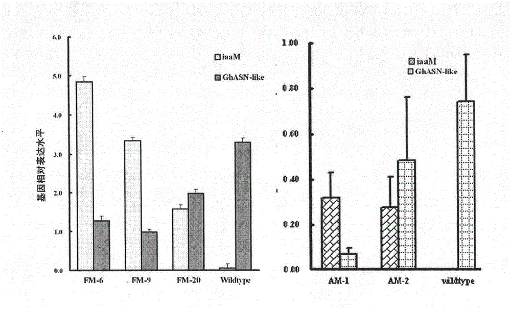 GhASN-like gene, expression vector and its application in raising cotton output