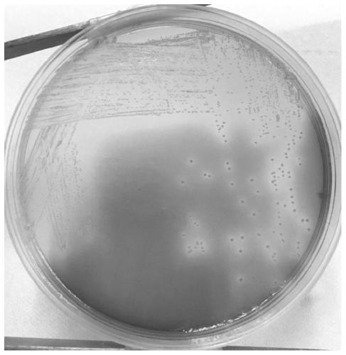 Pathogenic marine vibrio harveyi and application thereof