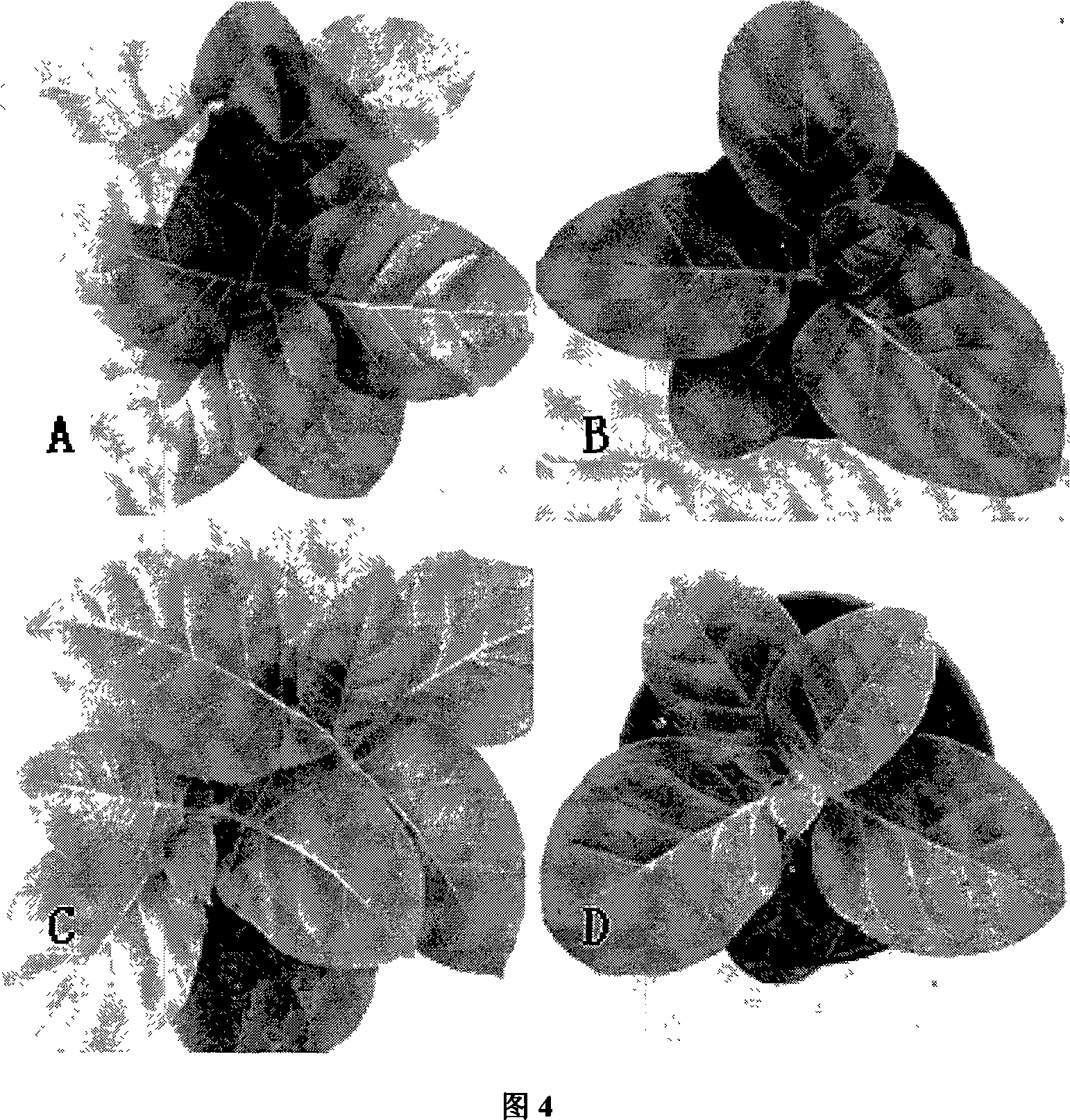 Chemical ablation method for recombinant plant virus