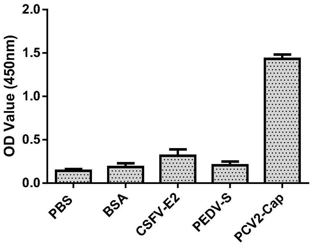 Polypeptide sequence specifically binding to porcine circovirus type 2 cap protein and its application