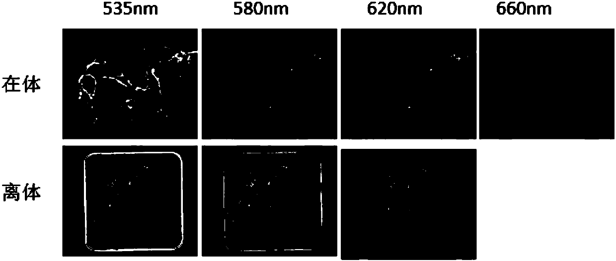 Root nodule counting method