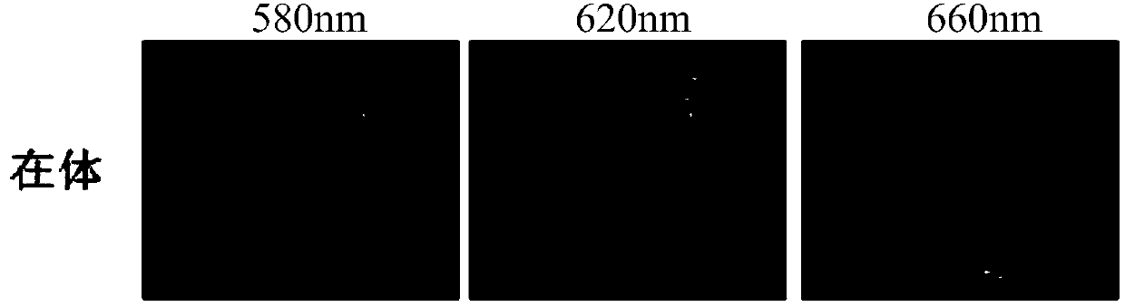 Root nodule counting method