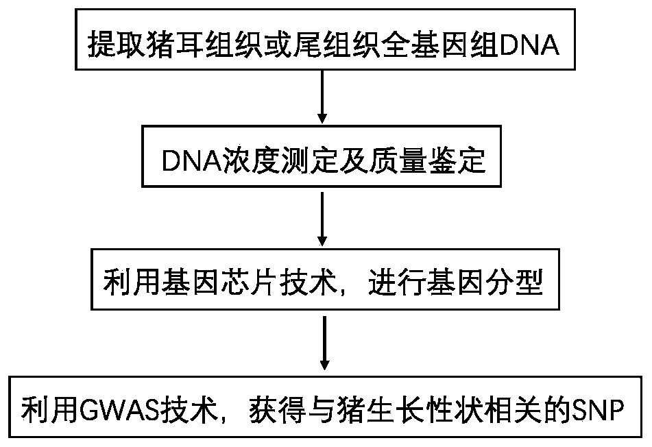 SNP marker related to growth speed of pigs and application of SNP marker