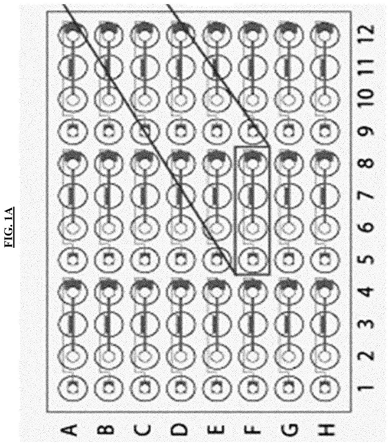 Cell culture and invasion assay method and system