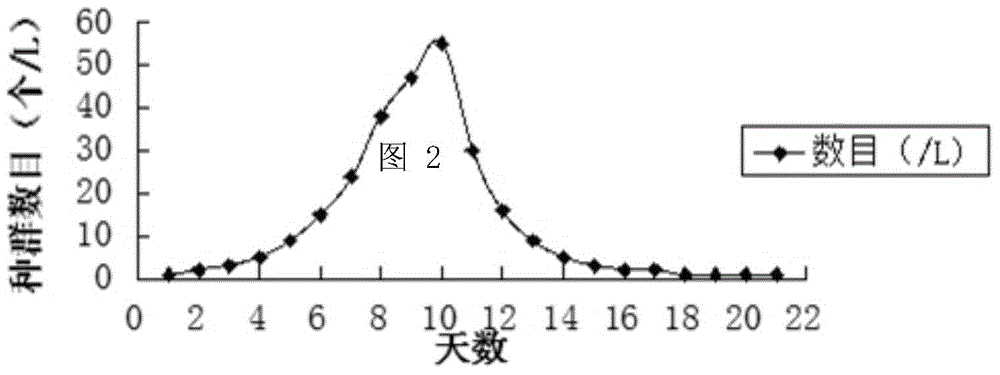 Screening purification and scale breeding method for thermocyclops