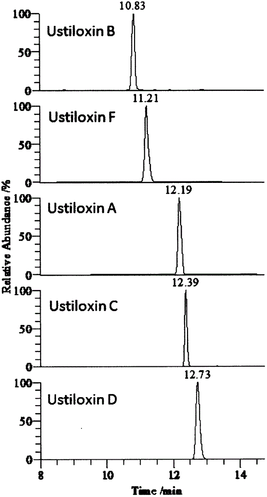 Effective separation method of Ustilaginoidea virens (Cooke) Takahashi capable of producing five ustiloxins