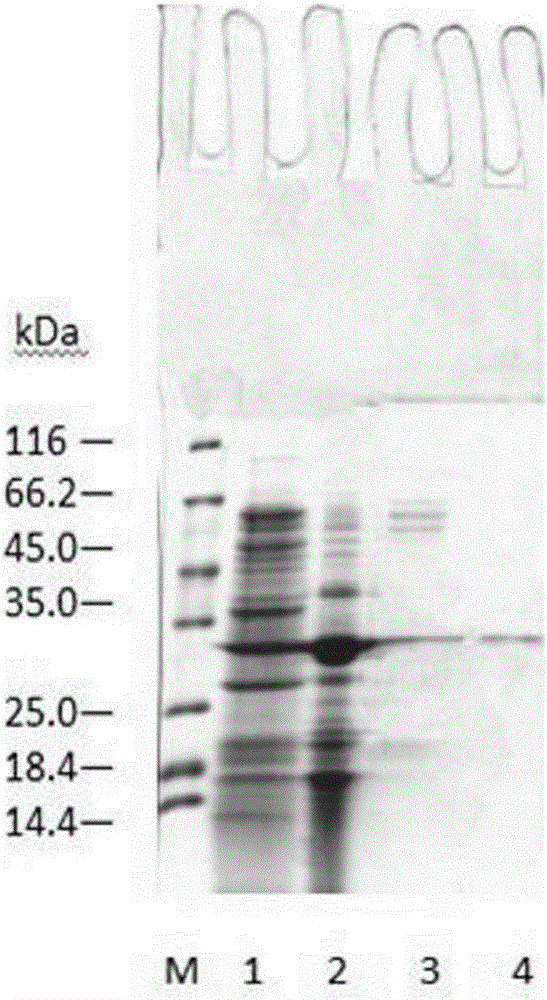 A kind of bacillus amyloliquefaciens and application thereof