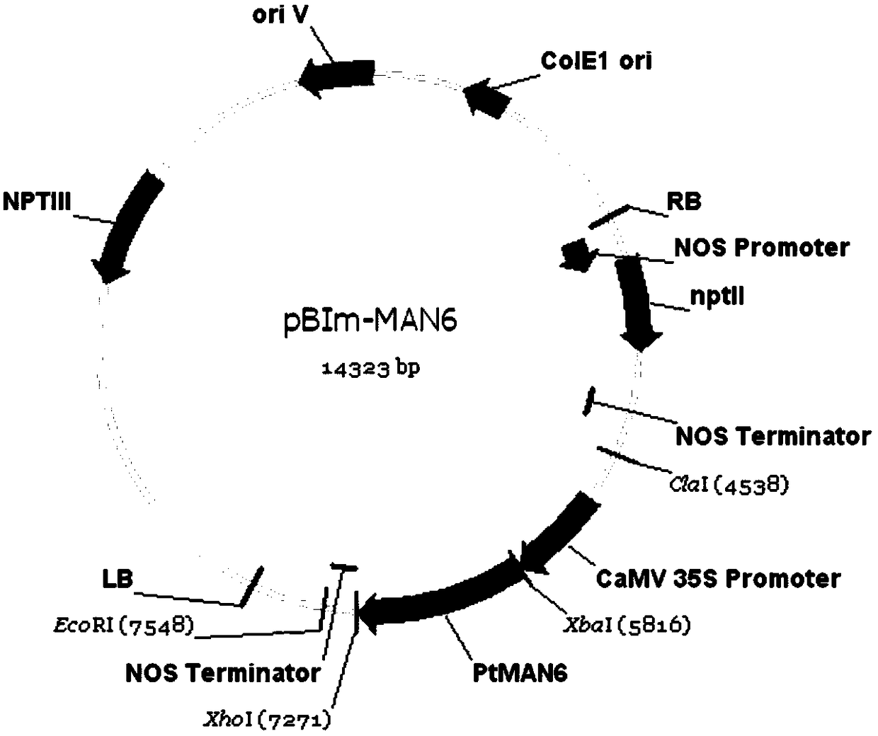 A related gene regulating wood development and its application