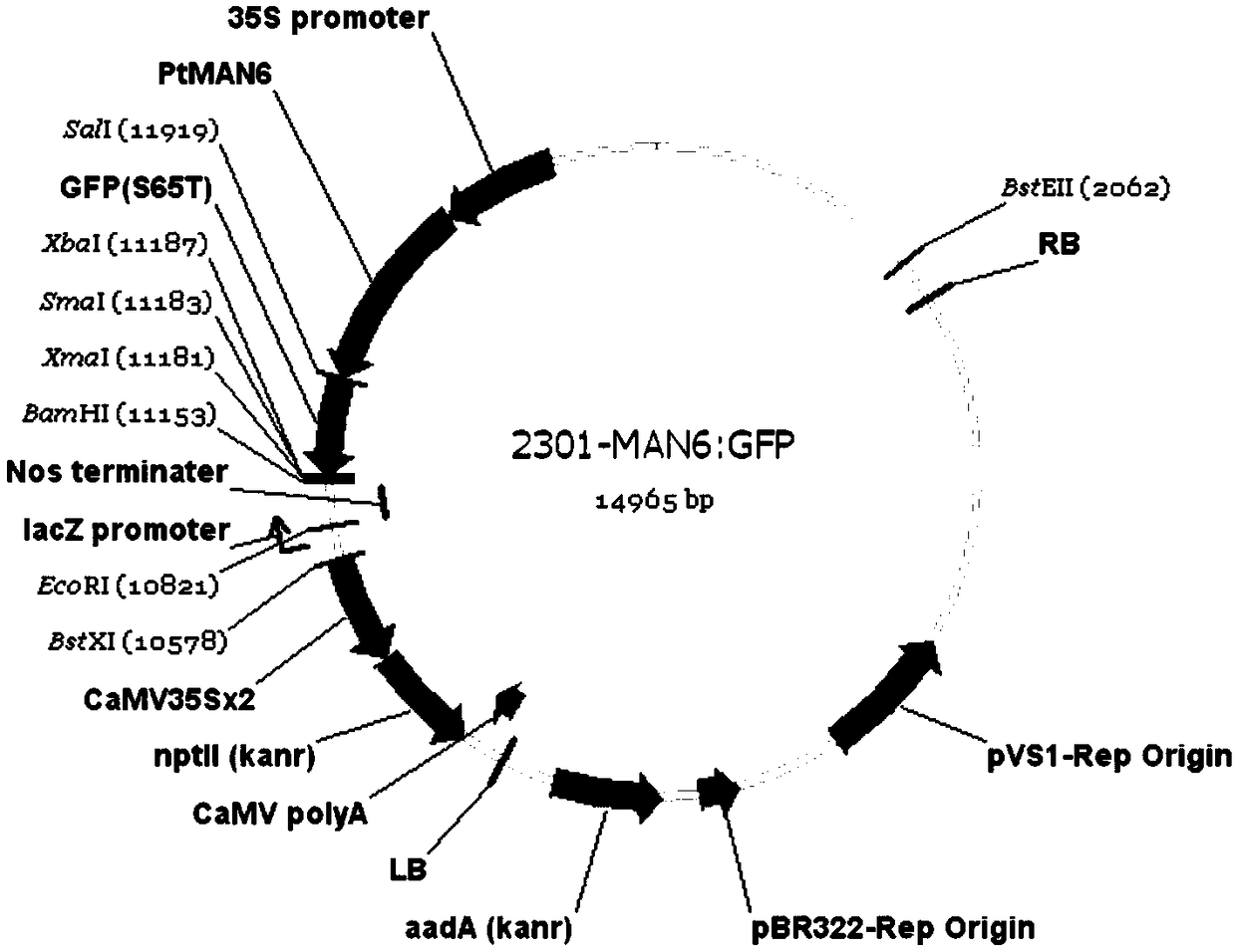 A related gene regulating wood development and its application