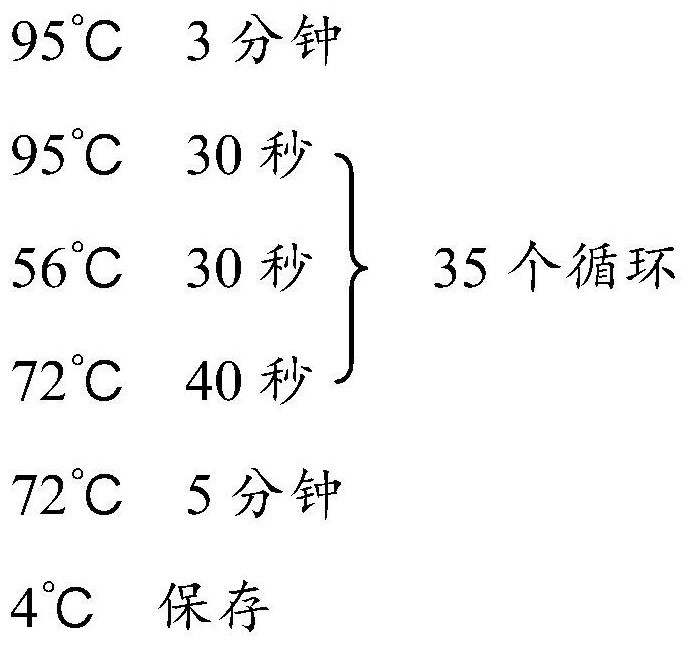 Breast cancer susceptibility gene detection kit