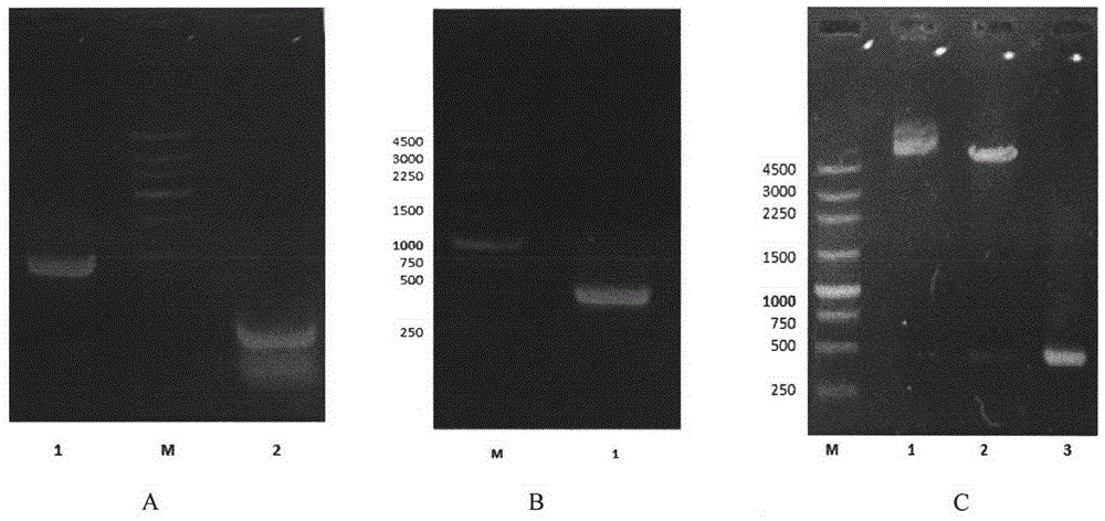 Mutant protein with unnatural amino acids and application thereof